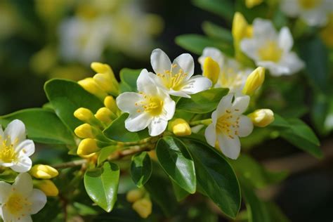 茉莉花意思